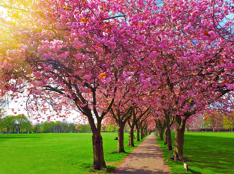Blossoming Plum Trees, plum, sun, grass, blossoming, spring, park, trees, sky, HD wallpaper