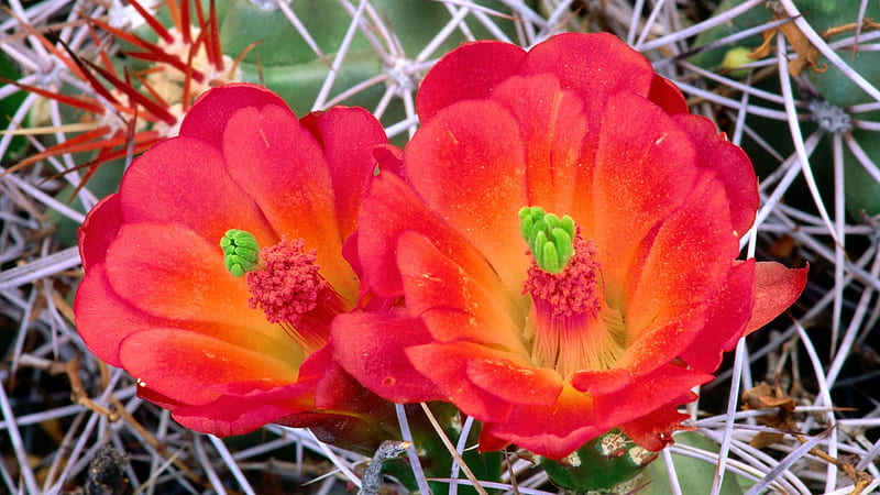 Cactus flower, Red, Plants, Cactus, Flowrr, Nature, HD wallpaper