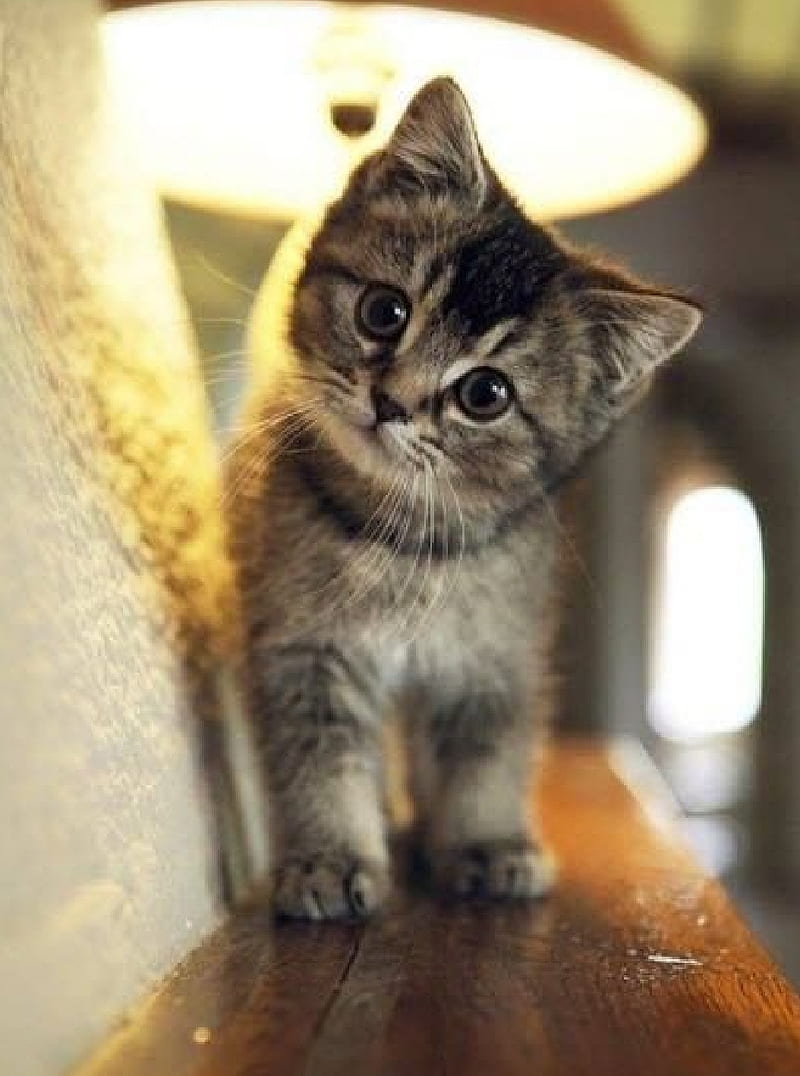 Cute cats, cats, cute, kawaii, kittens, HD phone wallpaper