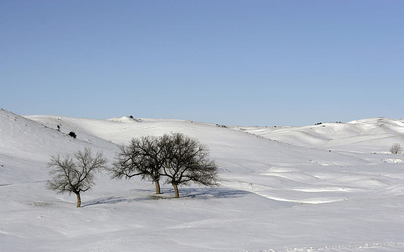 Nieve, árbol, blanco, nieve, invierno, Fondo de pantalla HD | Peakpx