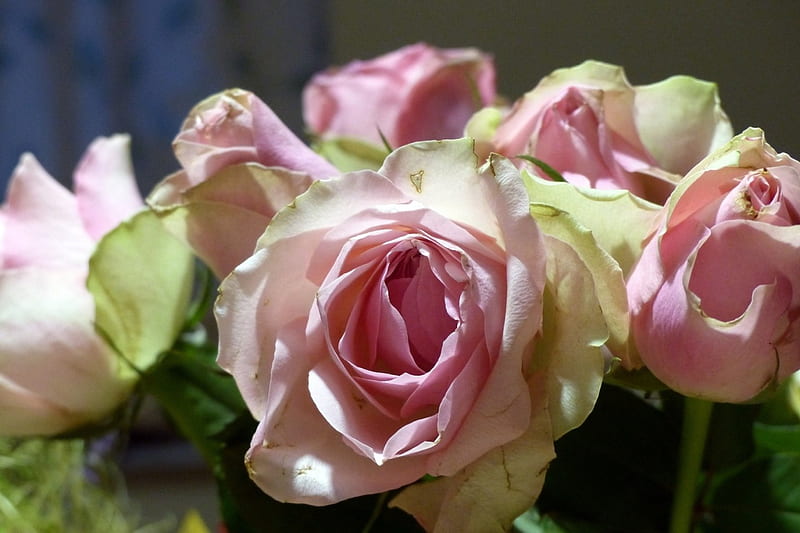 Dusky Pink Roses, closeup, flowers, dusky, nature, roses, pink, HD wallpaper