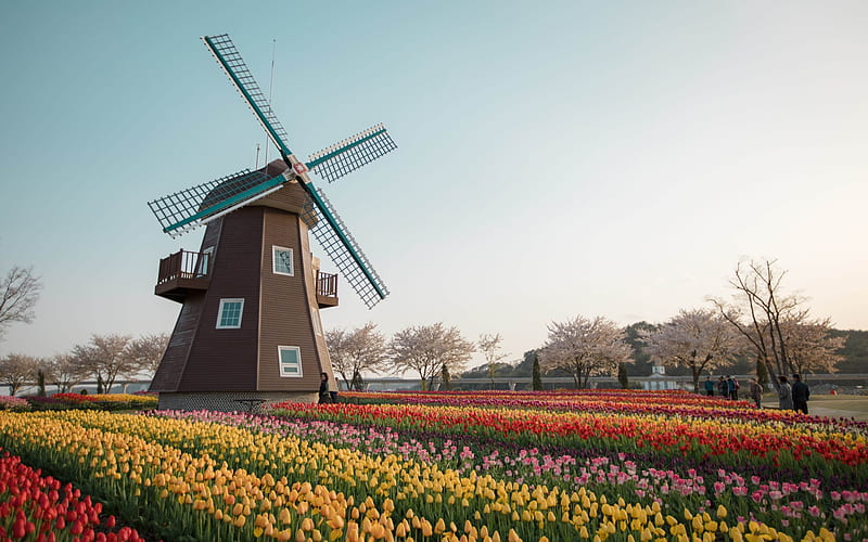 Windmill in Tulip Field, tulips, windmill, field, South Korea, garden, trees, HD wallpaper