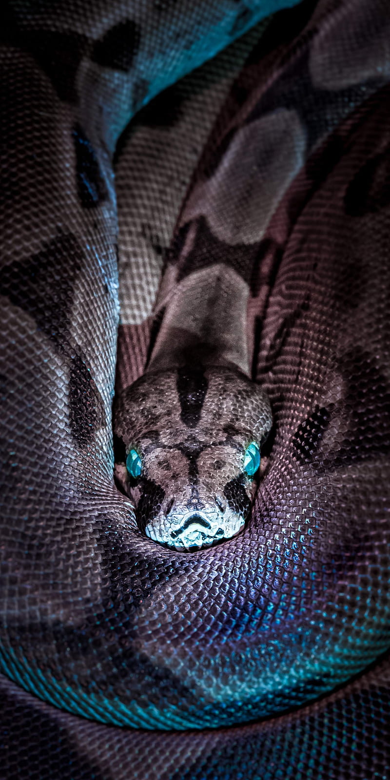 1179x2556px, 1080P Descarga gratis | Serpiente, azul, serpientes, Fondo