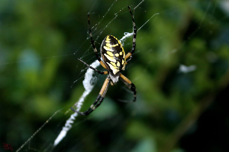 Writing spider, yellow, spider, writing, web, HD wallpaper