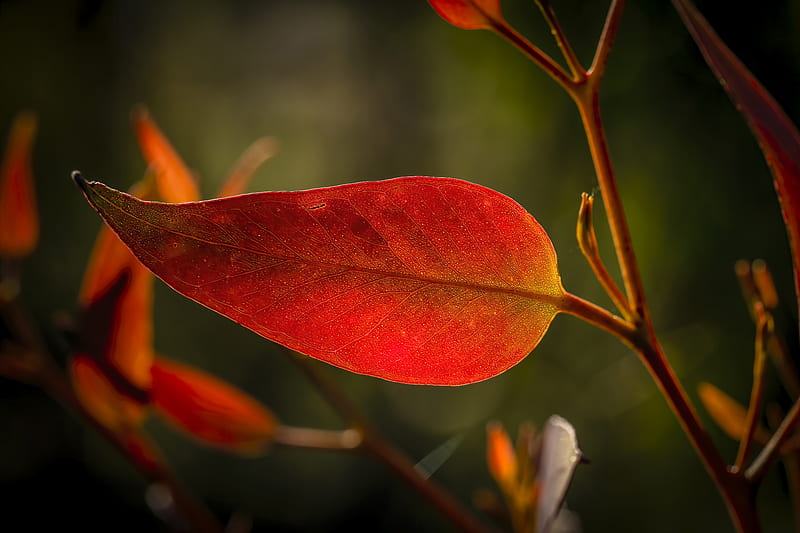 leaf, veins, macro, red, HD wallpaper