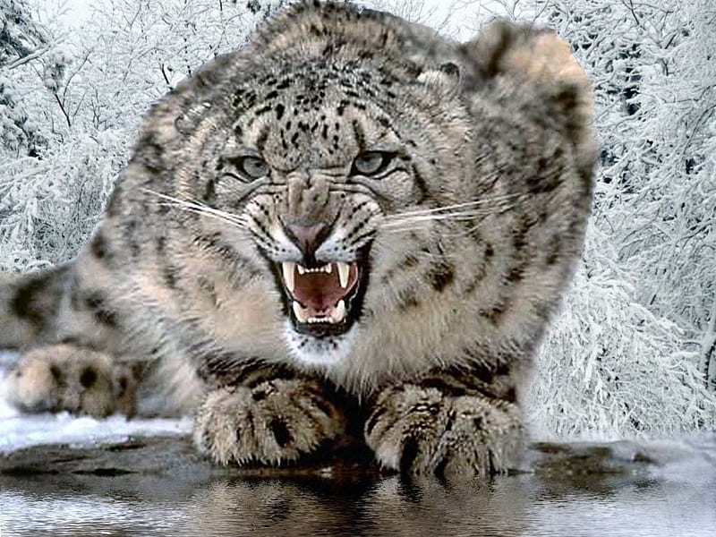 Angry Snow Leopard, leopard, wild life, angry, spots, attitude, jungle, hunt, hot, snarl, fierce, animals, cat, snow leopard, water, snow, ice, wildlife, keep away, nature, cats, white, big cats, HD wallpaper