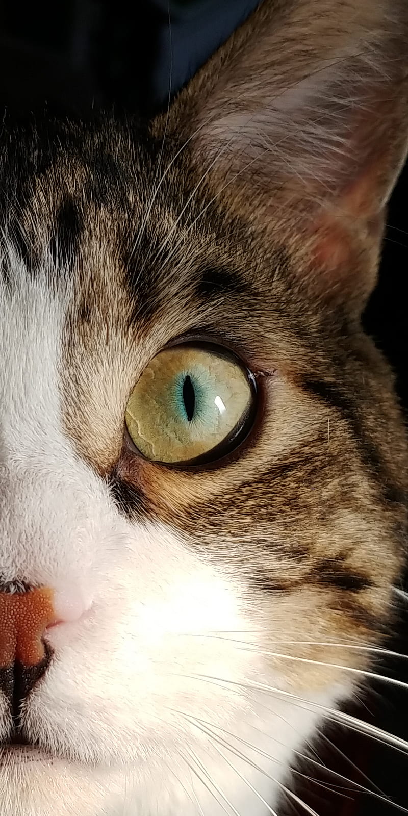 tribal cat eye