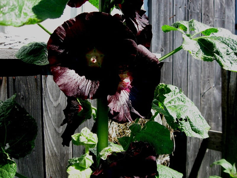 Black Hollyhocks, summer flowers, black flowers, flowers, gardens, country gardens, hollyhocks, HD wallpaper