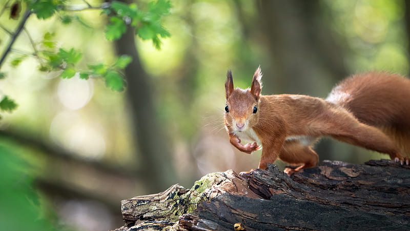 Red Squirrel With Shallow Background Of Trees Squirrel, HD wallpaper