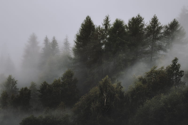 of Foggy Forest, HD wallpaper