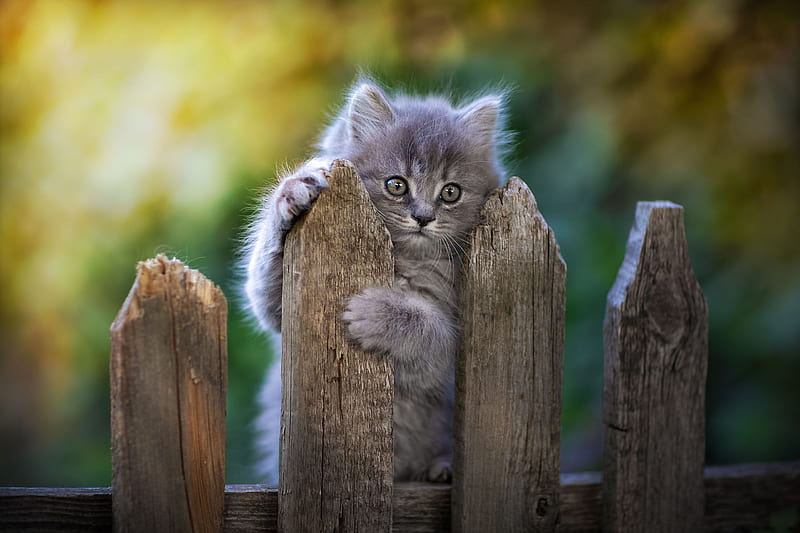 Cat Fence Pawn, cat, animals, HD wallpaper