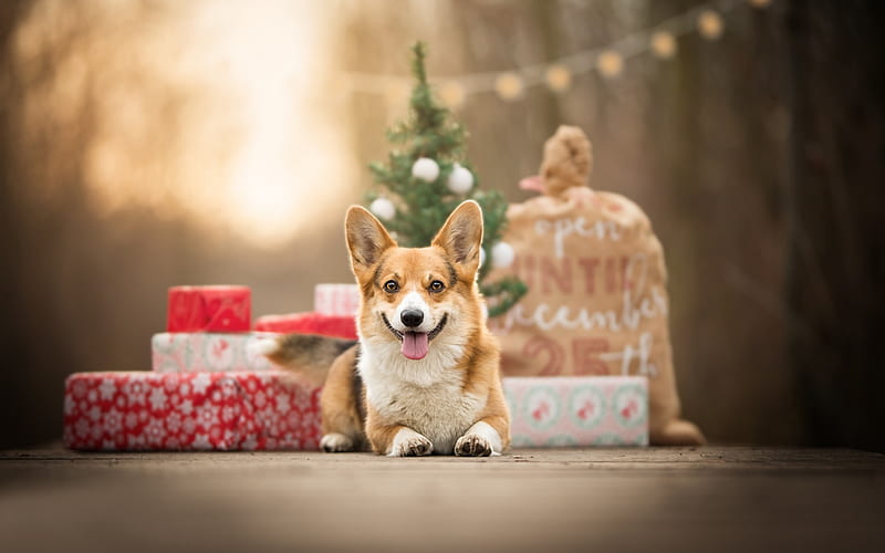 Welsh Corgi, New Year, gifts, small dog, puppy, Christmas, HD wallpaper