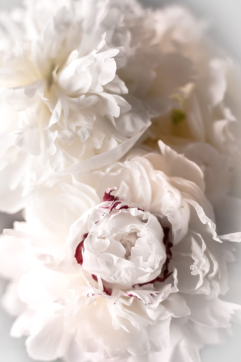 Special Day Peonies, Special, bonito, birtay, bouquet, flowers, mother's day, peony, pretty, romantic, wedding, HD phone wallpaper