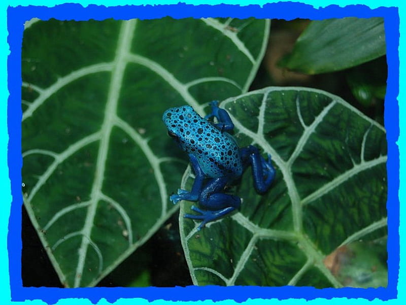 POISON DART FROG, frog, poison, dart, blue, HD wallpaper