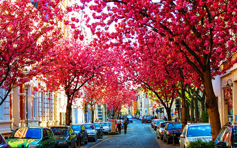 Bonn, sakura, spring, german cities, Europe, Germany, Cities of Germany, cherry blossom, Bonn Germany, cityscapes, R, HD wallpaper