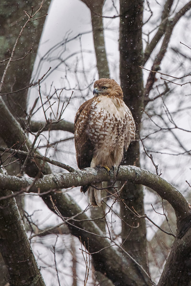 Red-tailed hawk, hawk, bird, brown, branch, HD phone wallpaper | Peakpx
