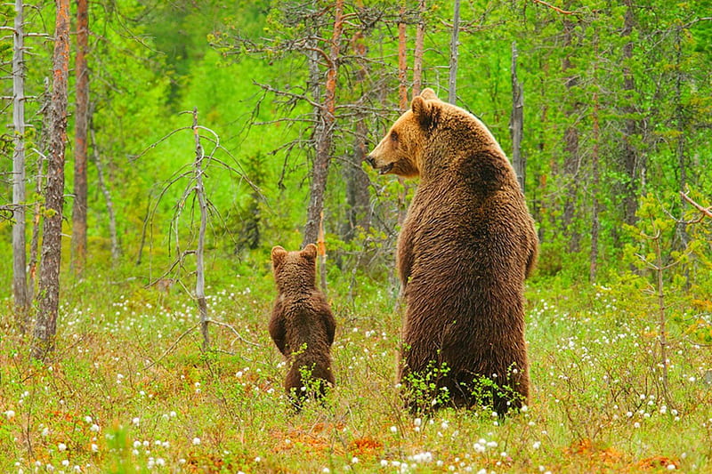 Bears, fall, autumn, tree, bear, little bear, nature, HD wallpaper