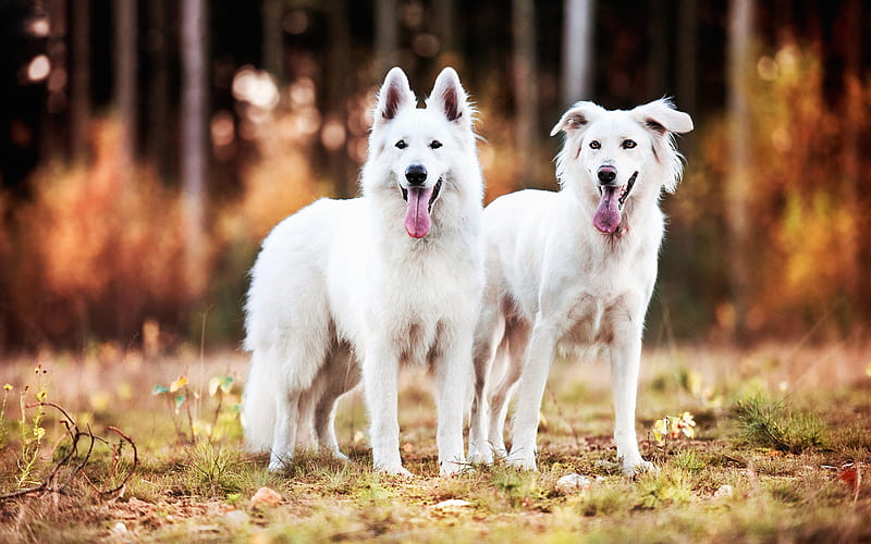 White Swiss Shepherd, bokeh, autumn, pets, close-up, White Shepherd, dogs, Berger Blanc Suisse, White Shepherd Dog, HD wallpaper