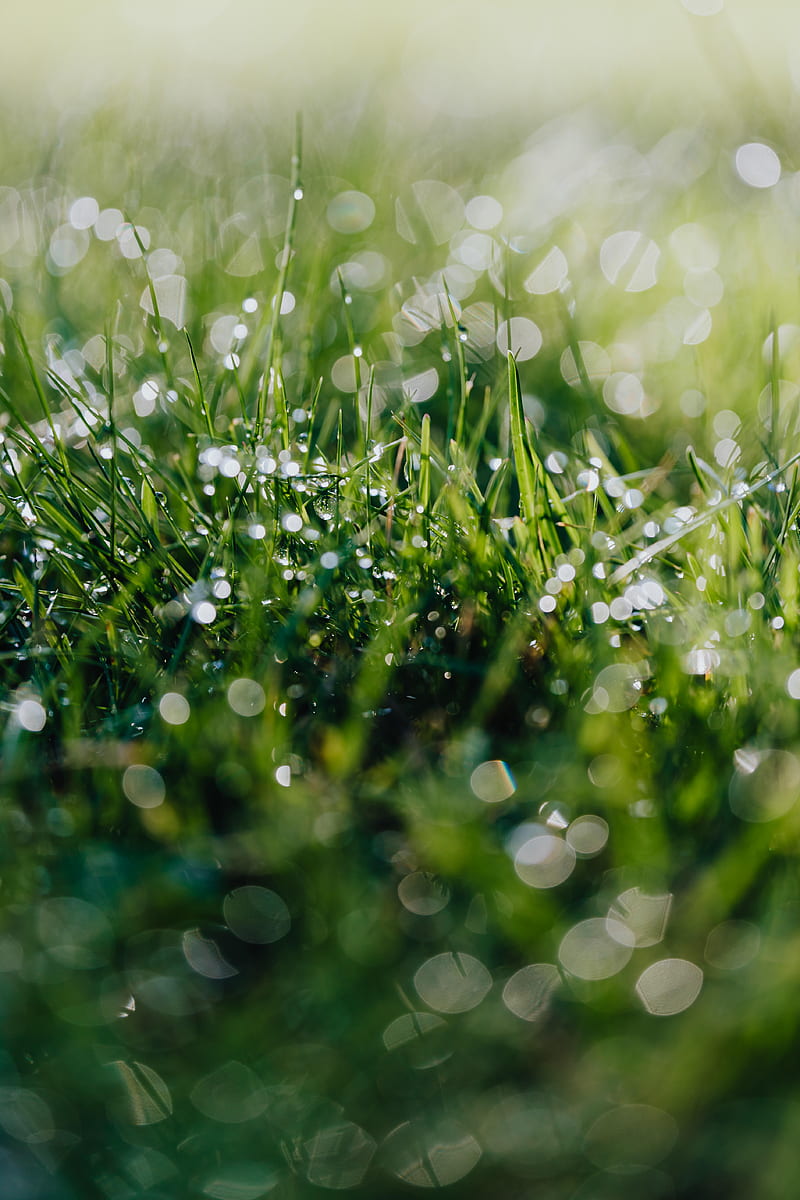 Water Droplets on Green Grass, HD phone wallpaper