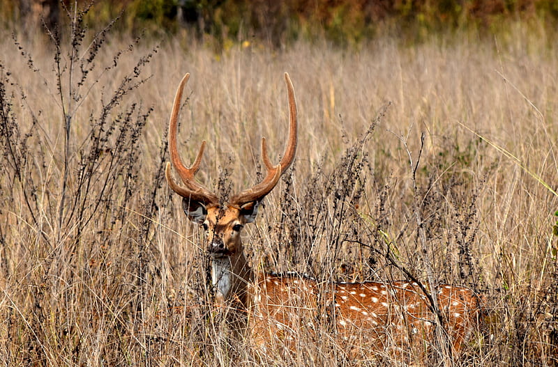 Deer, hunting, HD wallpaper Deer, hunting, HD wallpaper