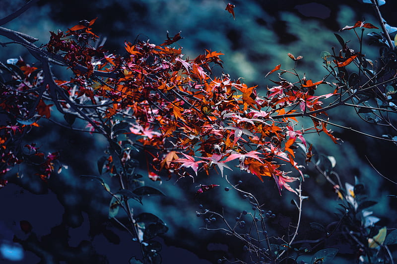 Red leaves on tree branch, HD wallpaper | Peakpx