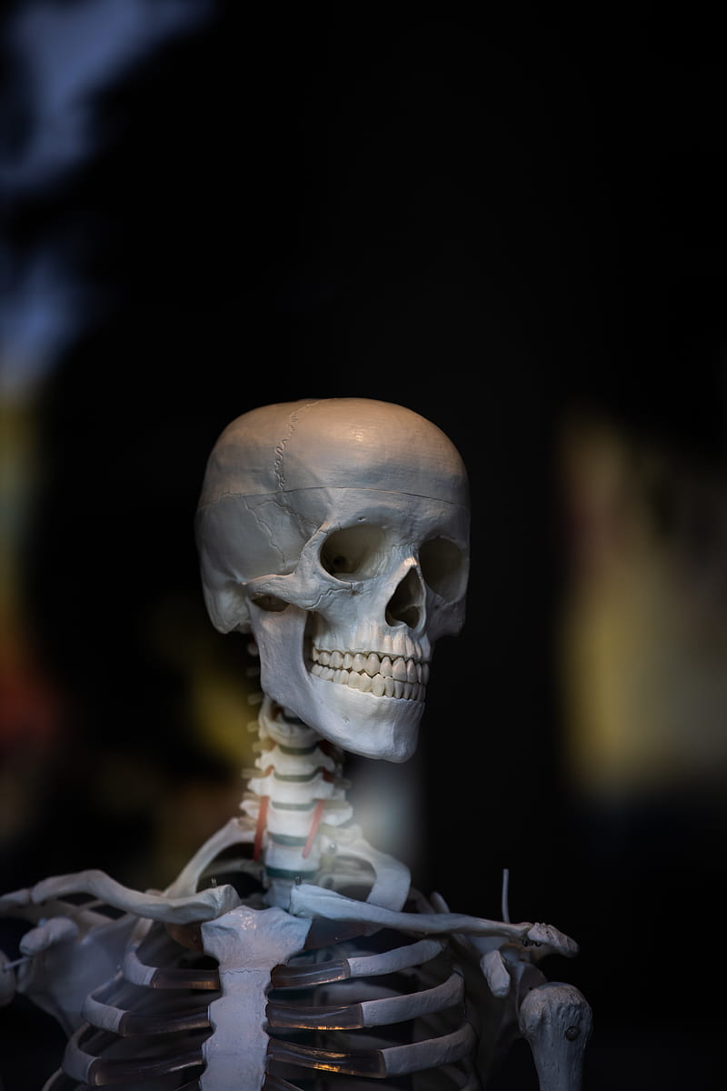 Skeleton, background, body, bones, dead, , white, window, HD phone wallpaper