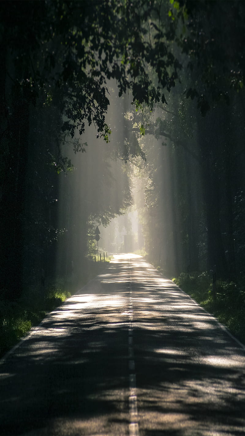 Camino , dark, forest, camino, carretera, pista, luz, foggy, HD phone wallpaper