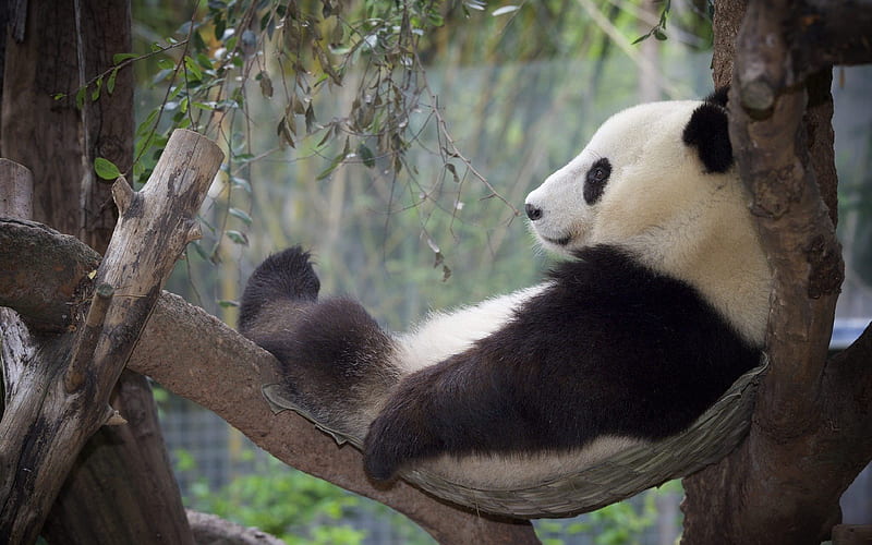 panda, bear, hammock, zoo, HD wallpaper