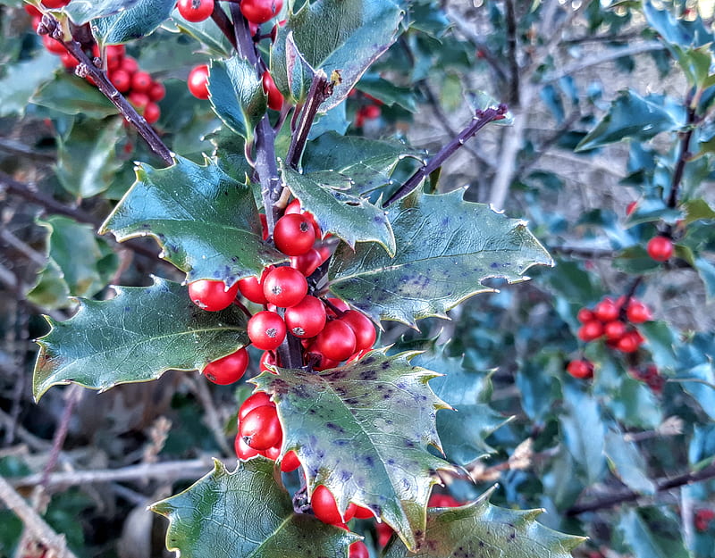 Holly Berries, christmas, greenery, holidays, shrub, leaves, HD wallpaper