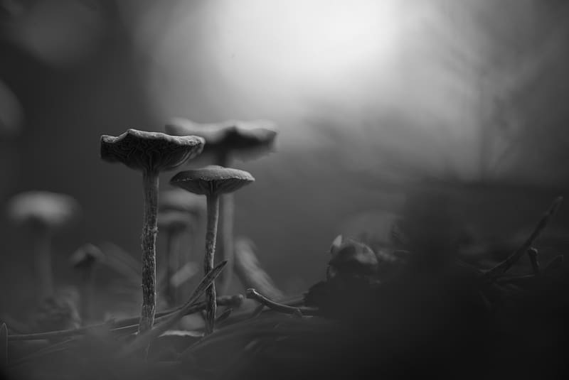 mushrooms, fog, blur, black and white, HD wallpaper