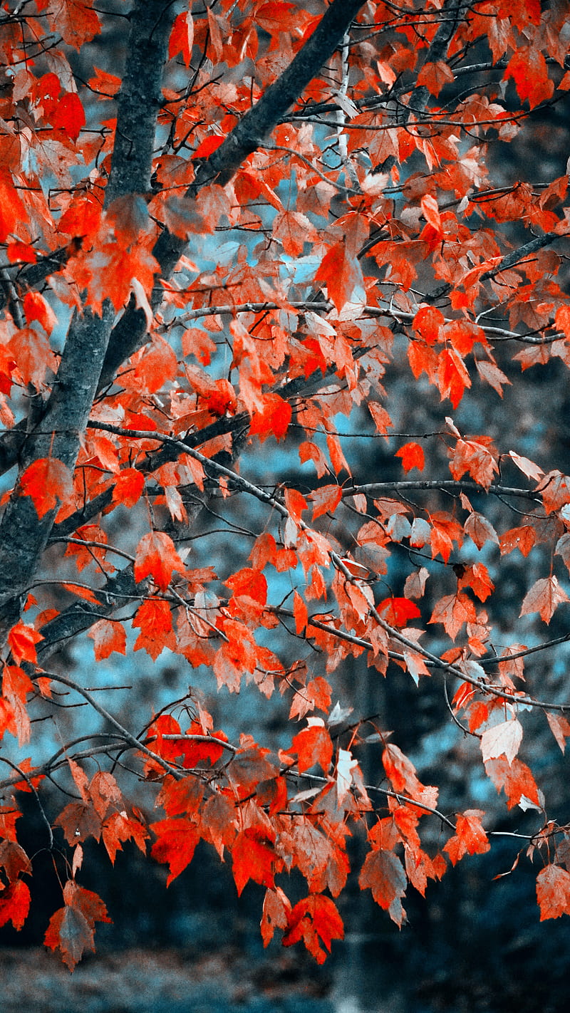 Abstract Fall Tree, abstract tree, blue and red fall, colors, season, seasonal, splash, trees, HD phone wallpaper