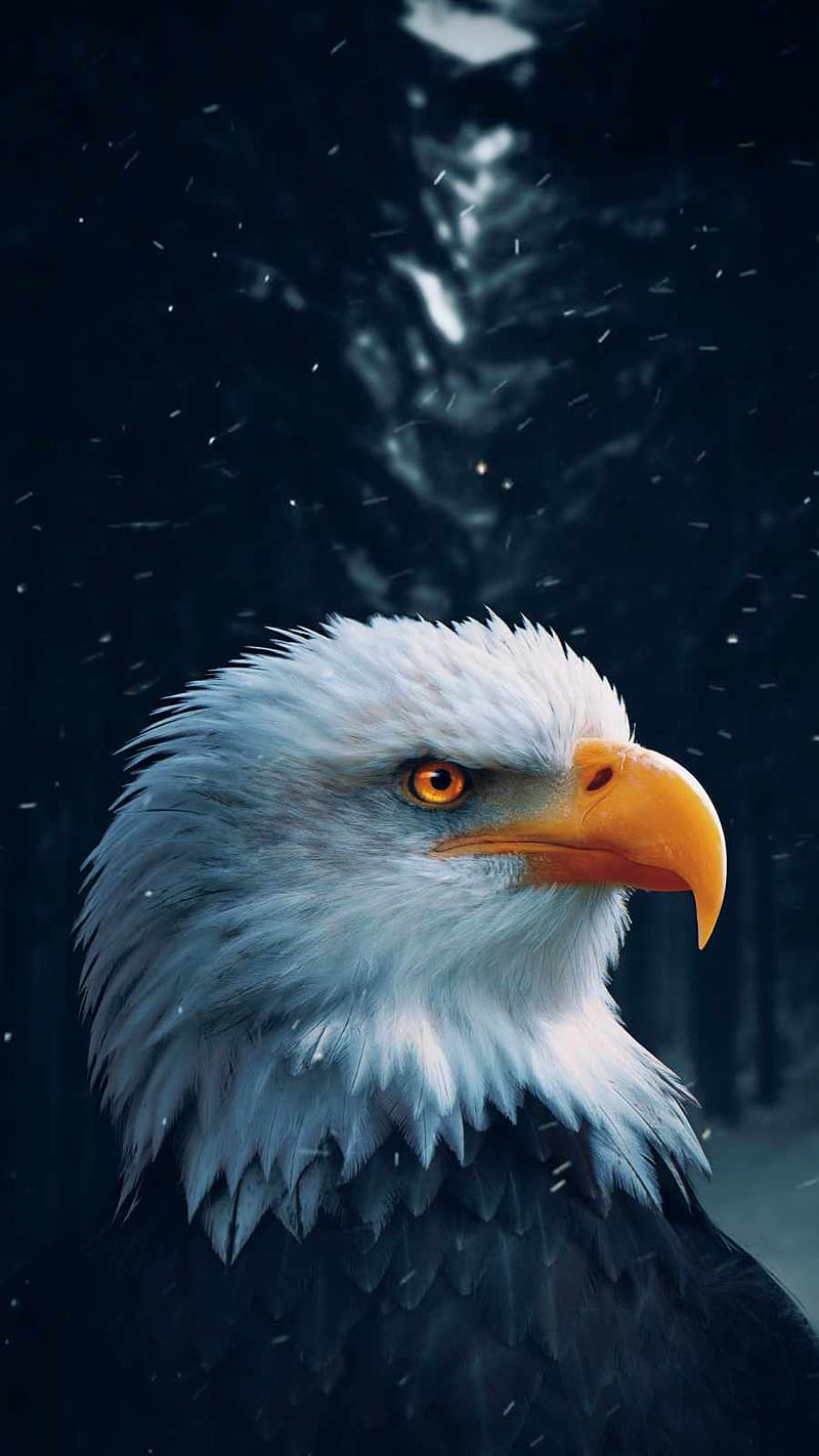 Golden Eagle Predator IPhone - IPhone : iPhone, HD phone wallpaper