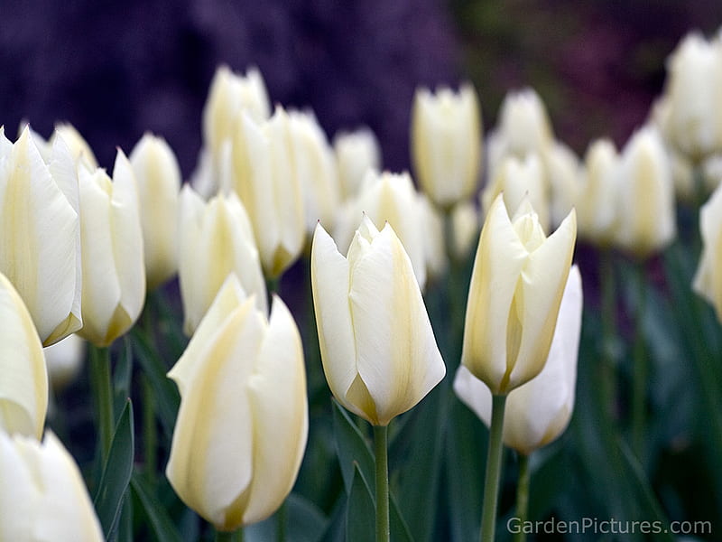 Tulipanes blancos, flores, naturaleza, tulipanes, blanco, Fondo de