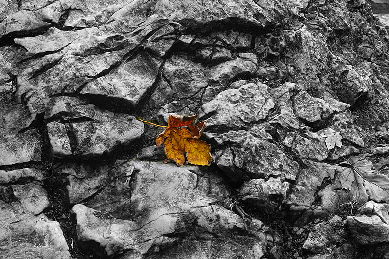 fallen leaf, leaf, stone, macro, autumn, HD wallpaper