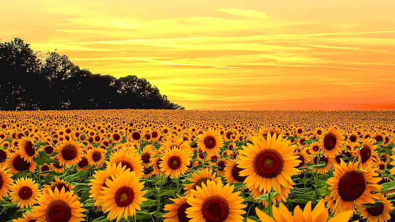 Beautiful Yellow Sunflower Fields With Yellow Sky Background Flowers, HD  wallpaper | Peakpx