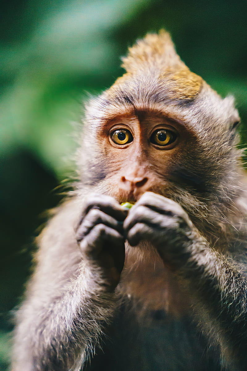 monkey, animal, glance, HD phone wallpaper