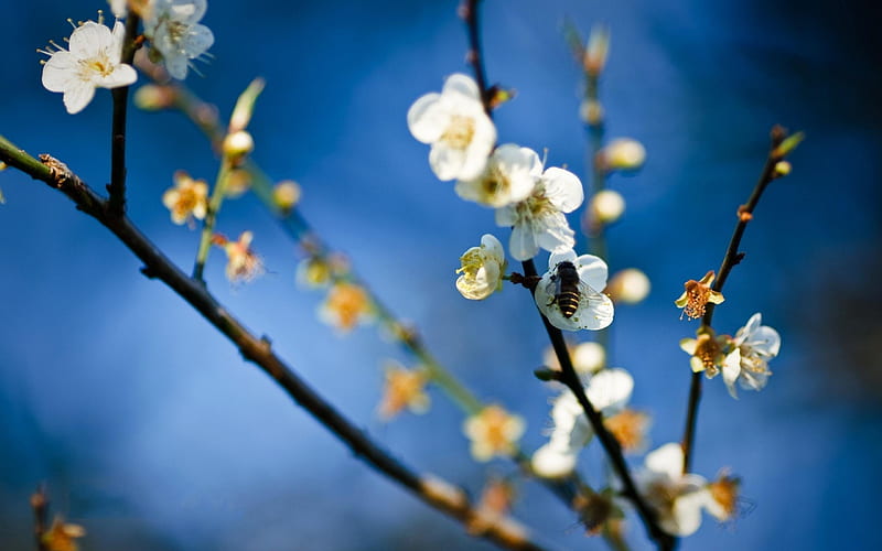 Bee On The Pollen Hunt, tree, flowers, nature, spring, branches, cherry blossoms, HD wallpaper