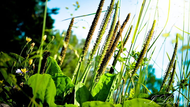 Rise of the Plantain, green, grass, plantain, summer, sky, field, blue, HD wallpaper