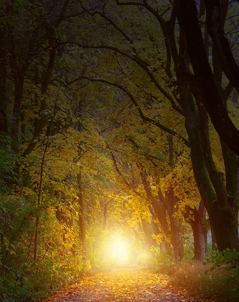 autumn, trees, arch, sunlight, path, HD phone wallpaper