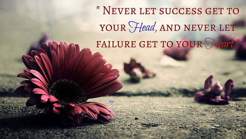 Success, Words, Sayings, Thoughts, Nature, Flower, Quotes, HD wallpaper