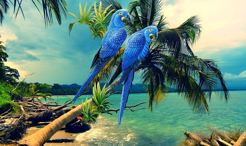 Blue parrot, beach, parrot, island, blue, HD wallpaper | Peakpx