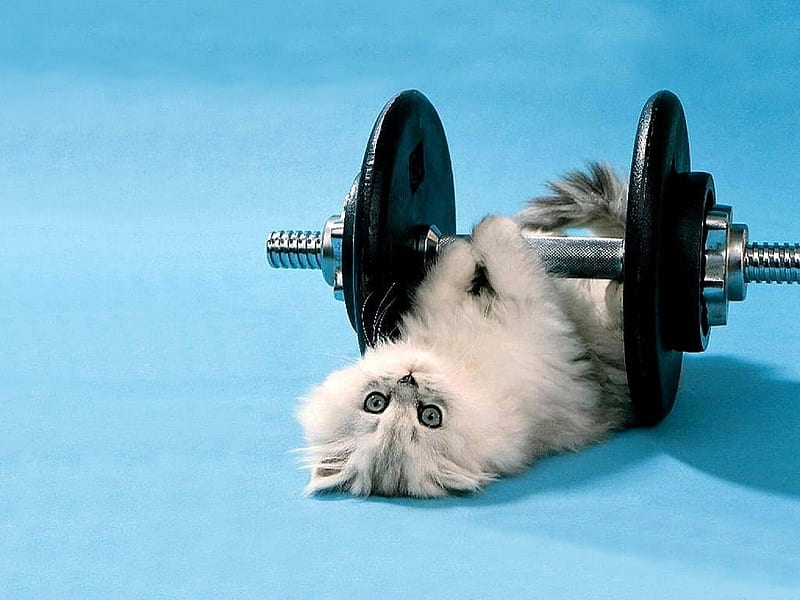 Cute little cat making an exercise routine.