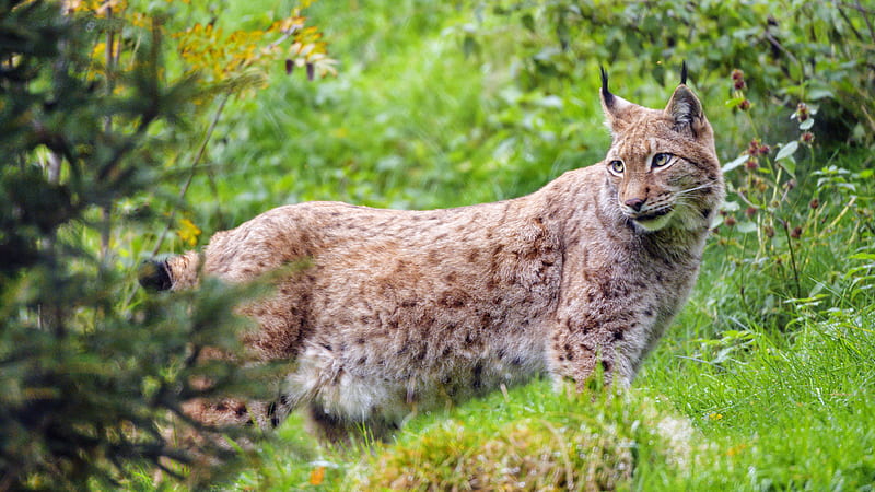 lynx, glance, big cat, predator, wildlife, HD wallpaper