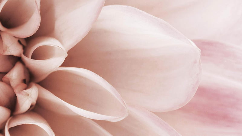 delicate petals-Valentines Day flowers graphy, HD wallpaper