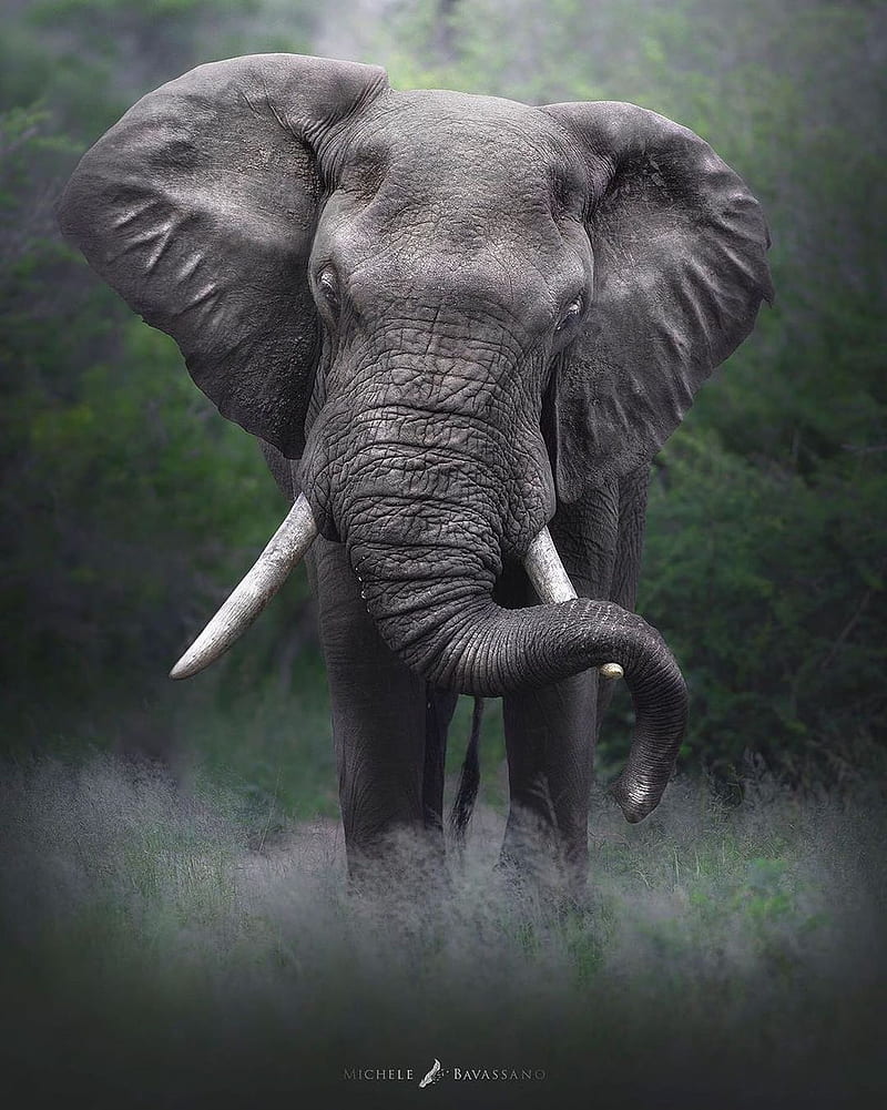 African Elephant, animal, cute, forest, nature, wild animals, wildlife, HD  phone wallpaper | Peakpx