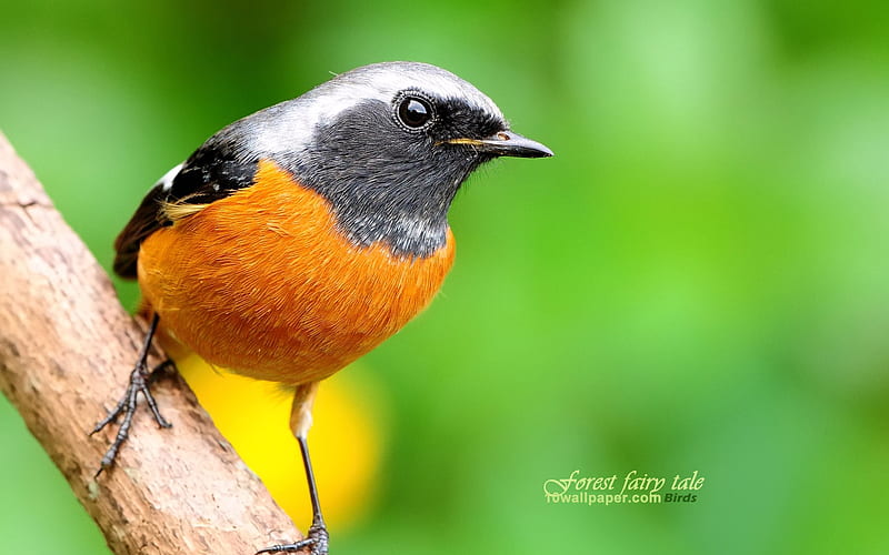 cute little bird-yellow tail Robin, HD wallpaper