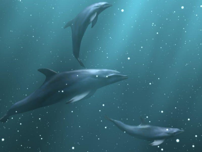 Delfines, burbujas, mar azul, Fondo de pantalla HD | Peakpx