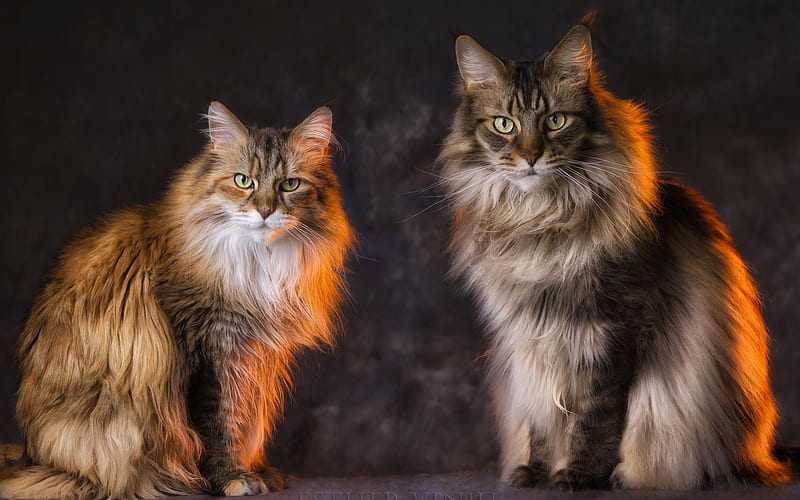 Maine Coon, fluffy cat, cute animals, friendship, close-up, gray Maine Coon, pets, cats, domestic cats, Maine Coon Cat, HD wallpaper