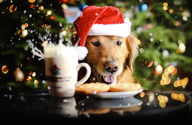Milk And Cookies, cute, labrador, animals, dogs, HD wallpaper