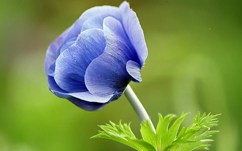 Peonía azul, peonía, flor, naturaleza, azul, Fondo de pantalla HD | Peakpx